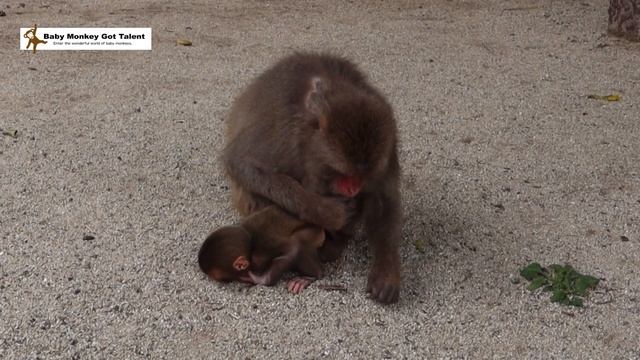 高崎山 ママを呼ぶ猿の赤ちゃん / monpai monyet サル 猿 子ザル 小猿 悲劇 ニホンザル смотреть онлайн