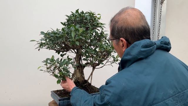 Ficus Tips & Tricks смотреть онлайн