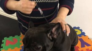 Ринговка для Собак. Как Правильно Работать Ринговкой?