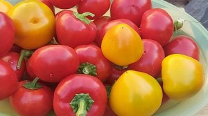 Это бомба вкуса.Сладкий болгарский перец типа гогошары селекционера Савелова Валентина.Самара 28июл