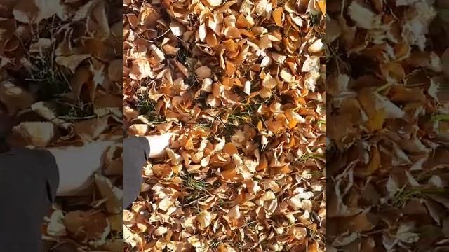 ковёр из ольховых листьев