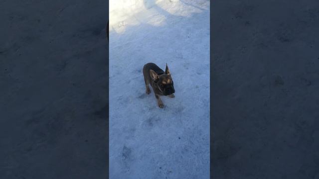 Жак на прогулке смотреть онлайн