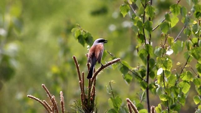 Весенний жулан. Lanius collurio. Птицы Беларуси. смотреть онлайн
