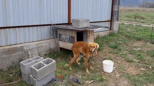 Тазы-казахская борзая.