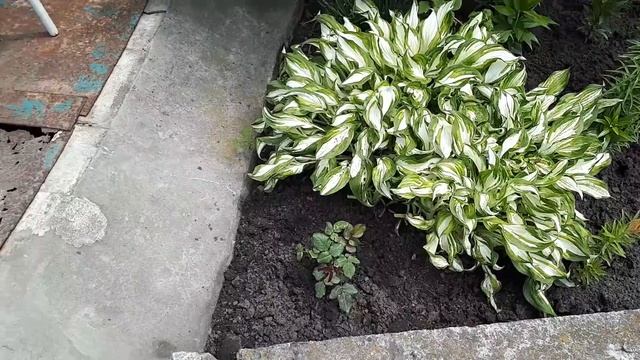 ПРИХОДИТЕ КУШАТЬ ВИШНЮ! смотреть онлайн