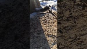 Производства древесного угля( берёза )