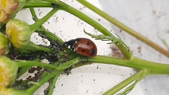 Божья коровка в террариуме. Ladybug In Enclosure. #божьякоровка