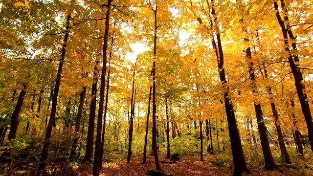Piano music, Highly relax, Music stress relief, Relaxation music, Peace music смотреть онлайн