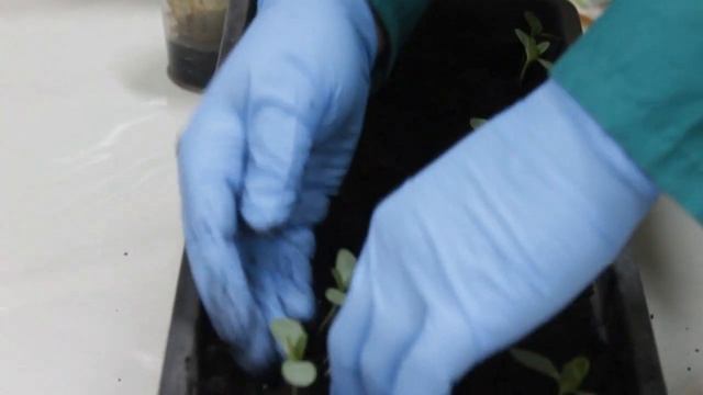 Когда провести подкормку рассады цинии. Уход за рассадой Цинии изящной.