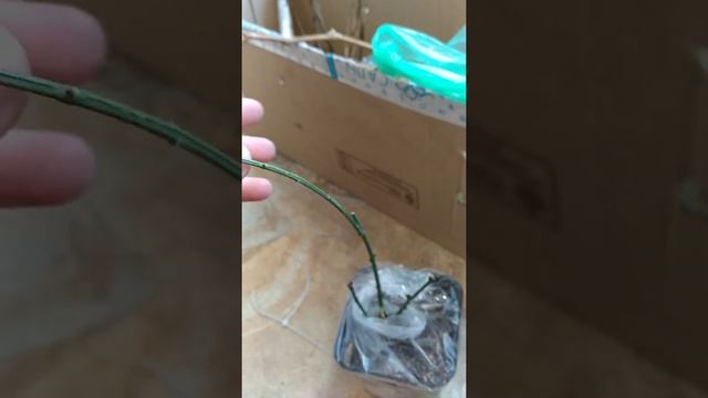 Распаковка посылки от "Сады России". Саженцы винограда жимолость бересклет и магнолия звездчатая. смотреть онлайн