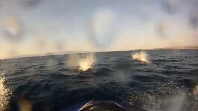 Yamaha Fzr Sho +dolphins