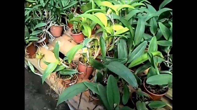 KITS DE ORQUÍDEAS COM BRINDE! TOQUINHOS DE CAFÉ A VENDA! смотреть онлайн