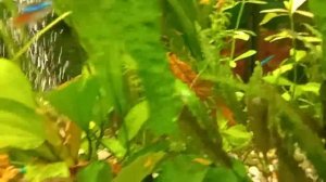 дубовые листья в аквариум