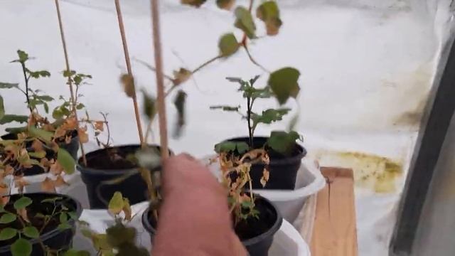 Делюсь радостью! Новый стеллаж в парнике! Своими руками. смотреть онлайн