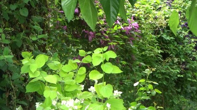 В ДИВНОМ РОЗОВОМ САДУ У ВЕЧЕРСКИХ, СТАНИЦА СЕВЕРСКАЯ.