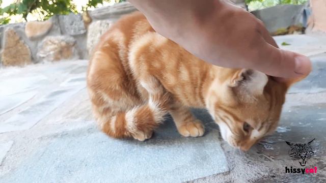 Приколы. Котята. Смешные котята. Приколы про котов. Смешные животные. Приколы 2022. Funny cats. смотреть онлайн