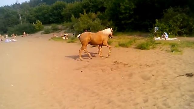 Лошадка камгэс смотреть онлайн