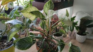 Филодендрон Биркин ???Уход в домашних условиях!Ароидные?