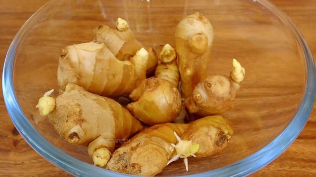 Easy Grow Ginger From Store Bought | Roots Grow Fast