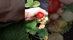 Клубника Максим