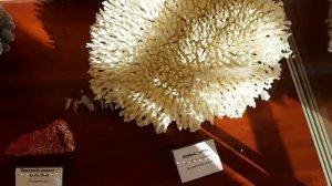 Кораллы виды кораллов   Corals coral species