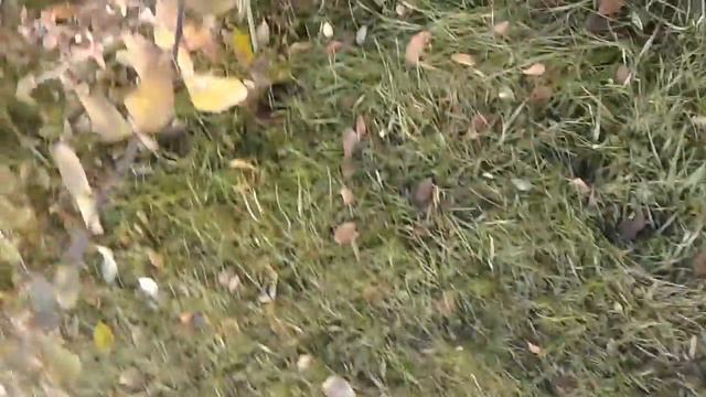 Собака ест КИЗИЛ смотреть онлайн