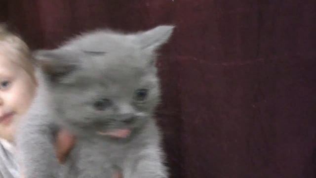 Шотландские котята  Кормим котят. Видео для детей. British Longhair Kitten Blue Color
