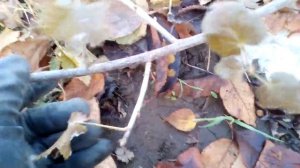 ЙОШТА обрезка