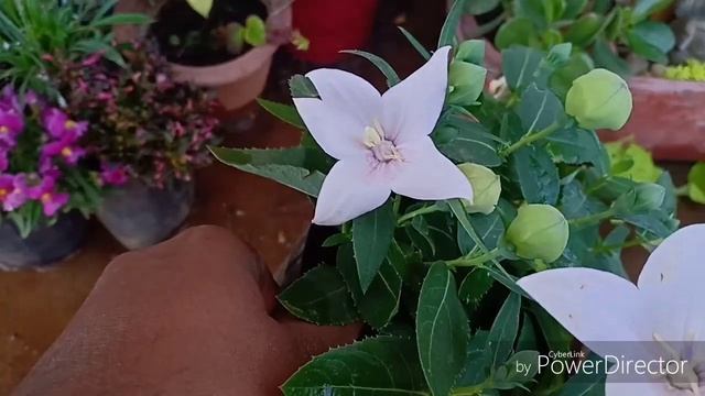 How to take care of Balloon Flower or Platycodon Aster Pink смотреть онлайн