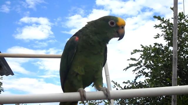 попугай повторяет Quiere Cacao