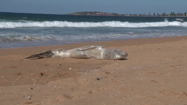 Leopard Seal on Narrabeen Beach смотреть онлайн