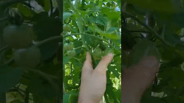 Томат Кандинский от Уральский дачник смотреть онлайн