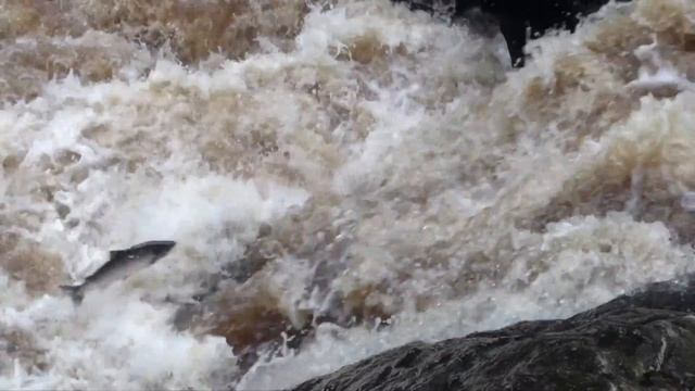 Atlantic Salmon Leaping the falls at Cloghan on the River Finn смотреть онлайн