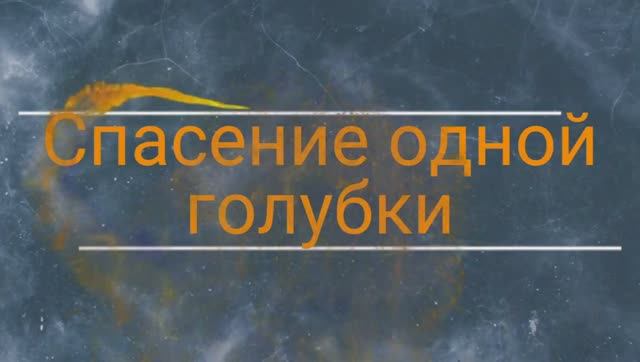 Спасение белого голубя смотреть онлайн