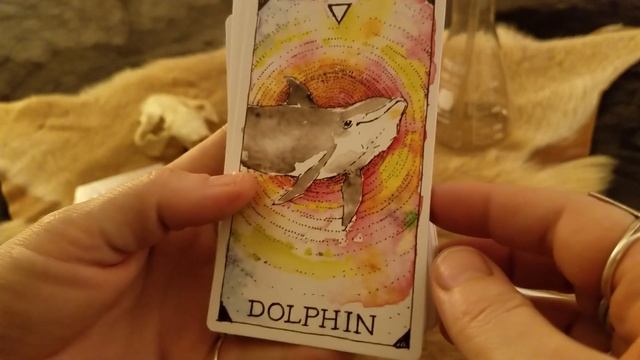 Wild Unknown Animal Spirit Deck- 63 Card Unboxing & Reveal- Animal Oracle-THE TAXIDERMY WITCH смотреть онлайн