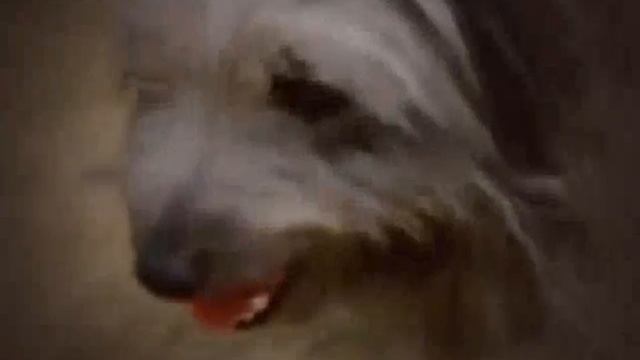 Greyfriars Bobby The True Story of a Dog 1961 смотреть онлайн