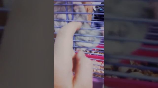 Как пищат хомяки| Хомки TV смотреть онлайн