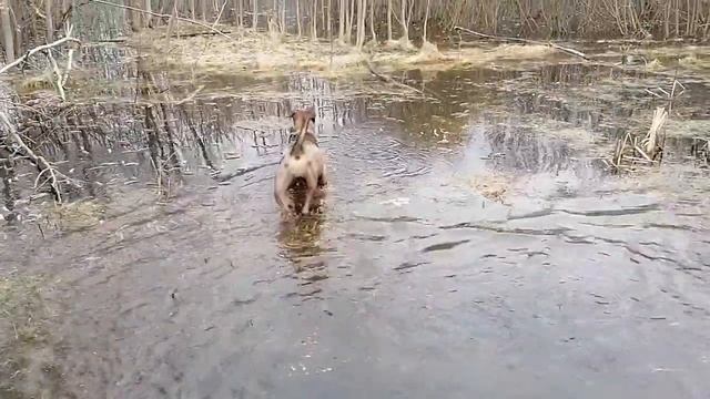 Ка де Бо и вессений разлив смотреть онлайн
