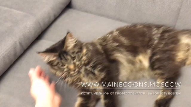 Мейн-Куны Москвы - котята Мейн-Кун от профессионалов