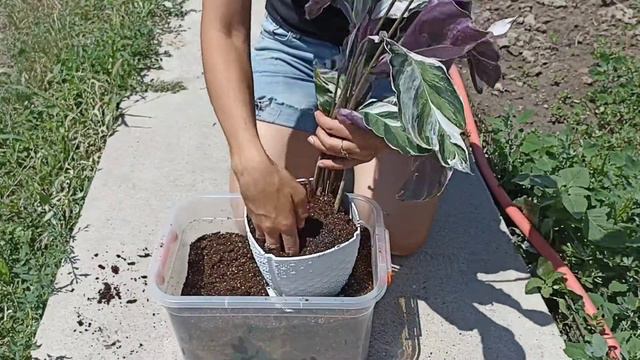 Calatea Whaite fusion/Пересадка смотреть онлайн