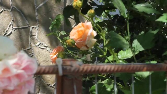Евпатория.Старый город 2017...для Оли Васильны смотреть онлайн