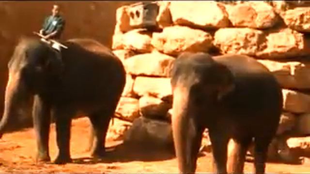 Библейский зоопарк 2011.Слоны 2 смотреть онлайн