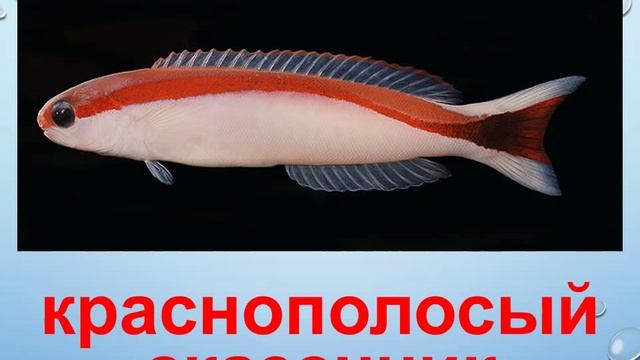 Морская рыба. Рассказ о рыбах смотреть онлайн