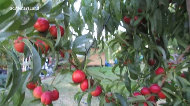 Growing Dwarf Nectarine Fruit Trees - How to Stake a Tree - Plants Staking Support - GardenersLand смотреть онлайн