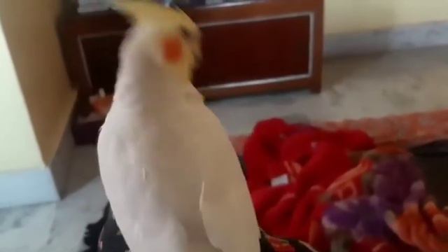 Happy Cockatiel Bird Dancing And Singing || Hand Tamed Exotic Birds смотреть онлайн