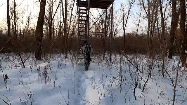 ОХОТА НА КАБАНА С ВЫШКИ 2021 г. /козы Greenpeace/