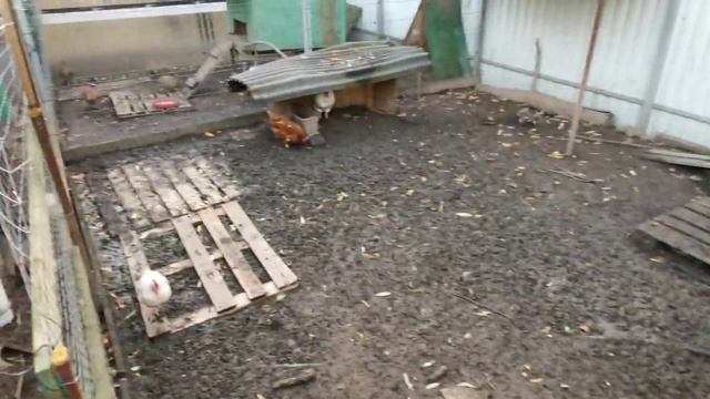 Как я избавился от грязи в курятнике. смотреть онлайн