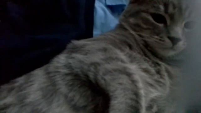 Кот напился и лег спать как алкаш смотреть онлайн