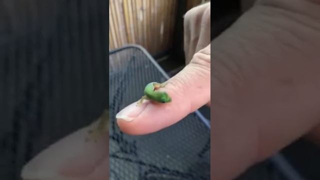 2016 - gecko crawls on daddy смотреть онлайн