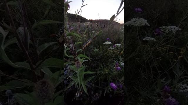 гусеница (хоук-сумеречницы) смотреть онлайн